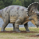 A German park’s guess at what young triceratops might have looked like.